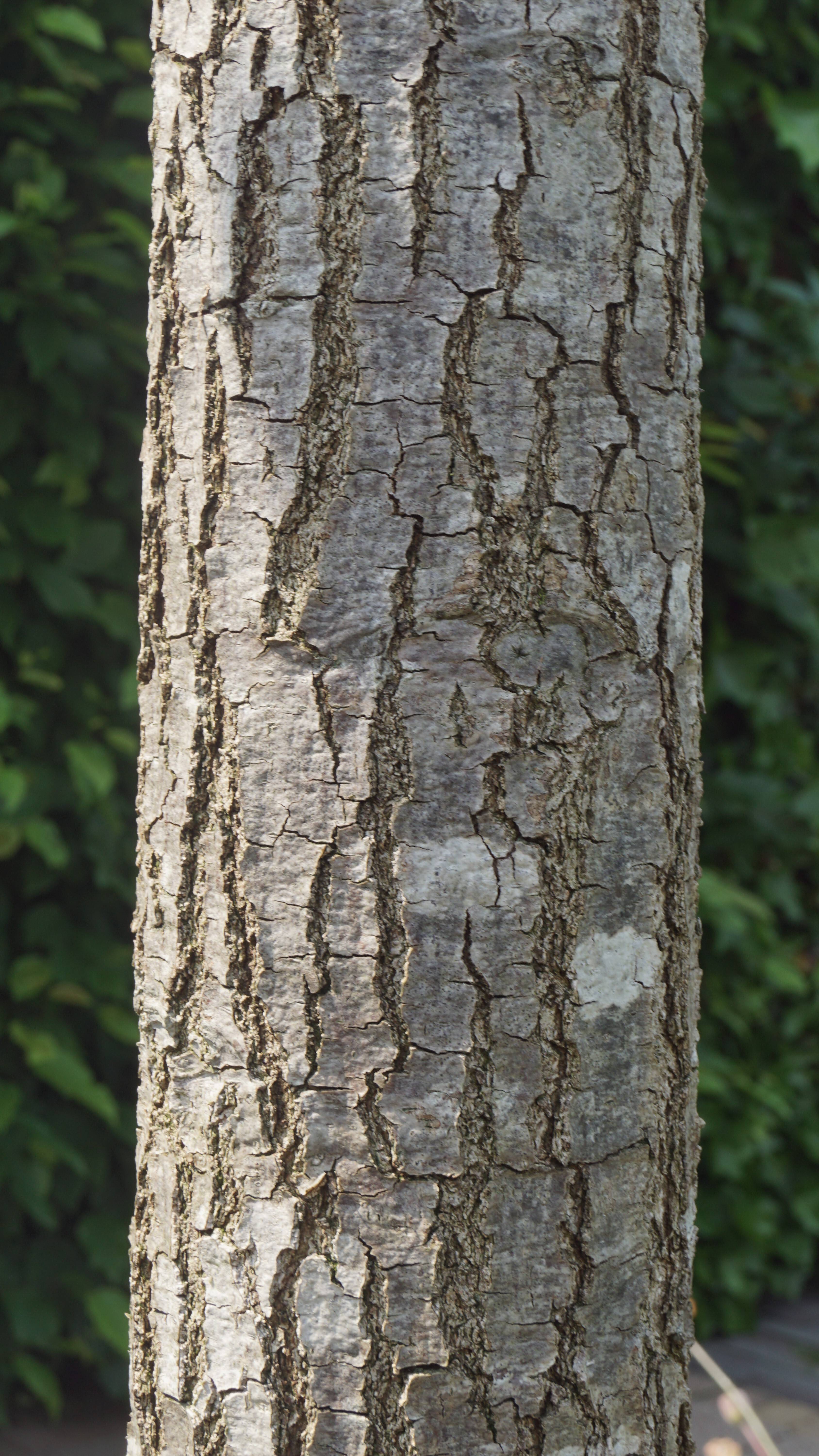 Quercus palustris Green Dwarf_03